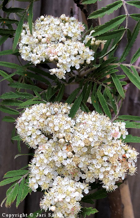 Sorbus 'Chinese Lace', pihlaja